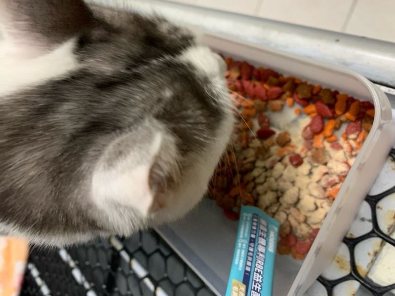 女人知己試用大隊,口碑行銷,部落客行銷,Moegis萌吉 腸道生機專利RBE益生菌,寵物益生菌,專利RBE益生元,專利蔬果酵素,小分子胜肽,藍藻粉,維持免疫力,幫助維持消化道機能,維持正常食慾,改變細菌叢生態,腸胃保健,犬貓適用